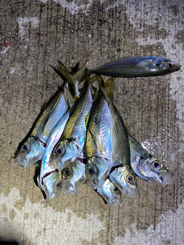 アジの釣果