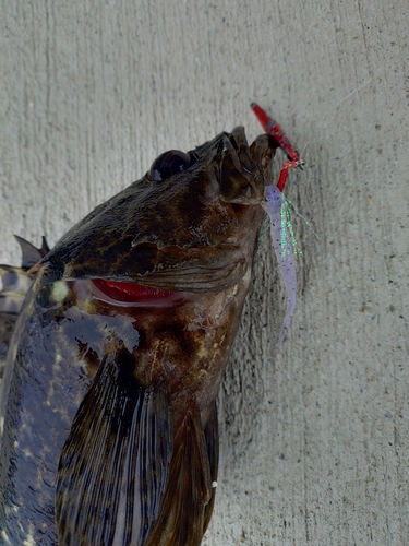 タケノコメバルの釣果