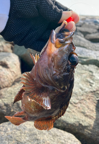 タケノコメバルの釣果