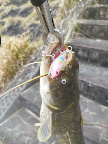 ニホンナマズの釣果