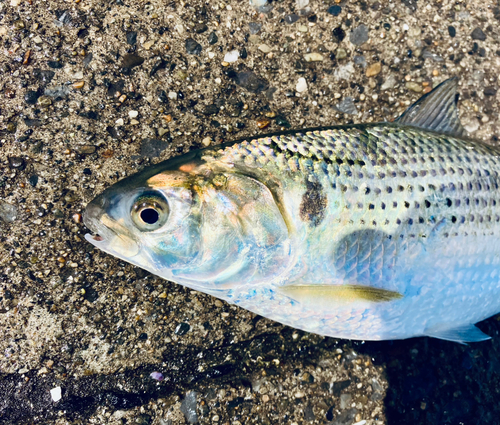 コノシロの釣果