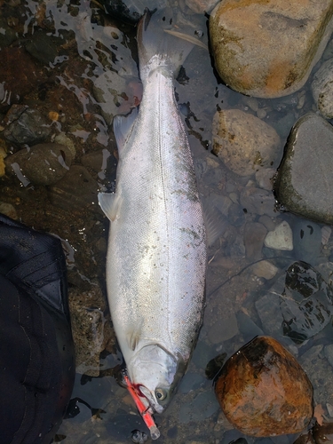 アマゴの釣果