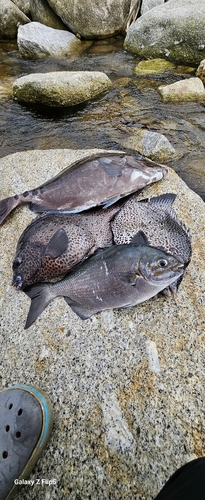 イシガキダイの釣果