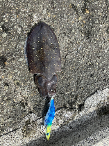 コウイカの釣果