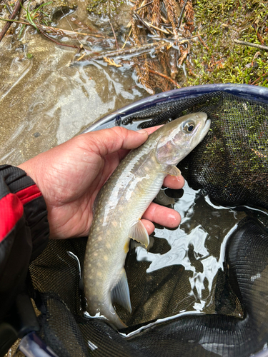 イワナの釣果