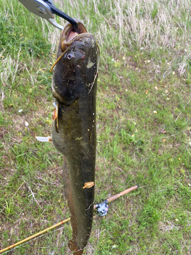 ナマズの釣果