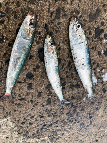 イワシの釣果