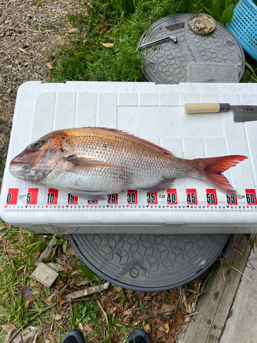 マダイの釣果