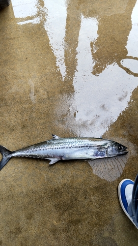 サゴシの釣果