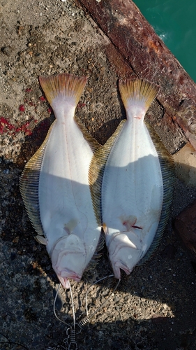 ヒラメの釣果