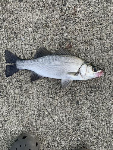 ヒラスズキの釣果