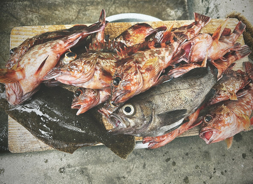 カサゴの釣果