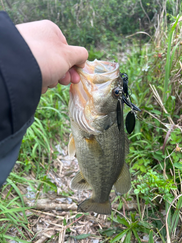 トラウトの釣果