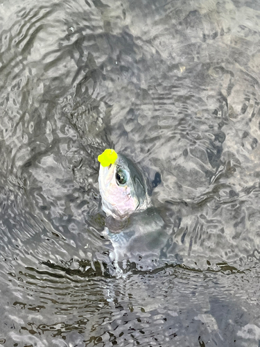 ニジマスの釣果