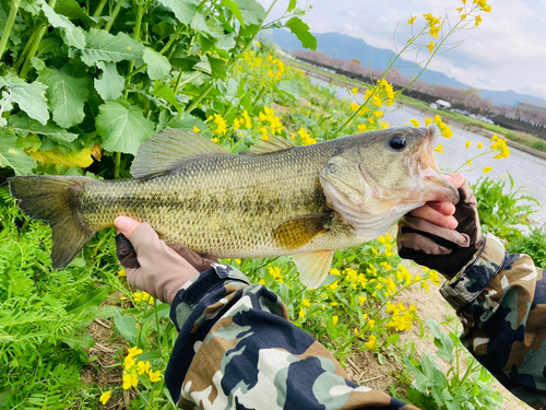 ブラックバスの釣果