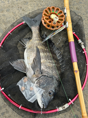 チヌの釣果