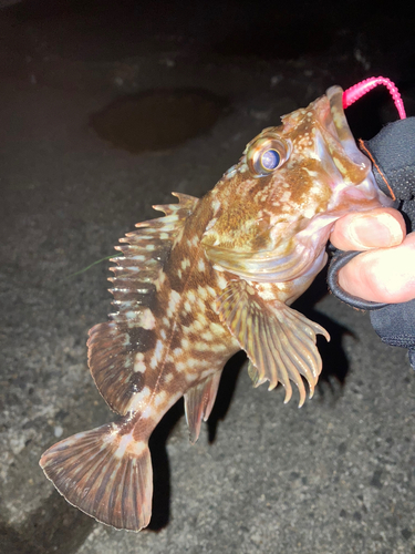 カサゴの釣果