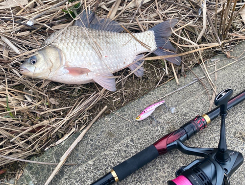 ヘラブナの釣果