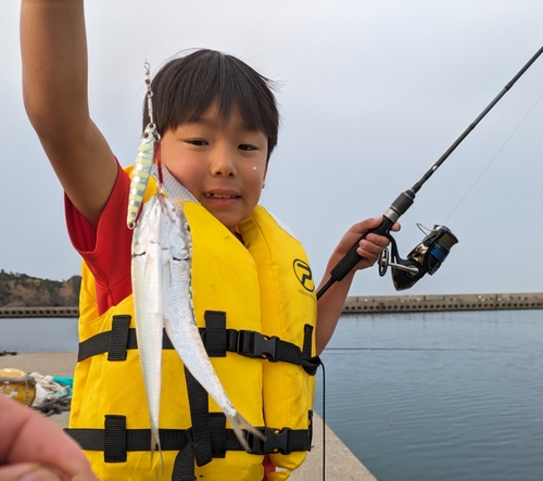 カタボシイワシの釣果