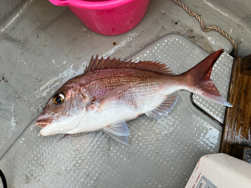 マダイの釣果