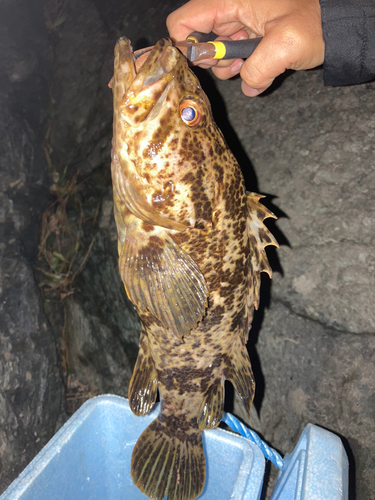 タケノコメバルの釣果