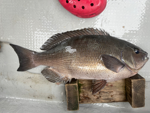 クチブトグレの釣果