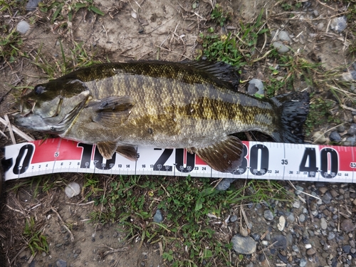 スモールマウスバスの釣果