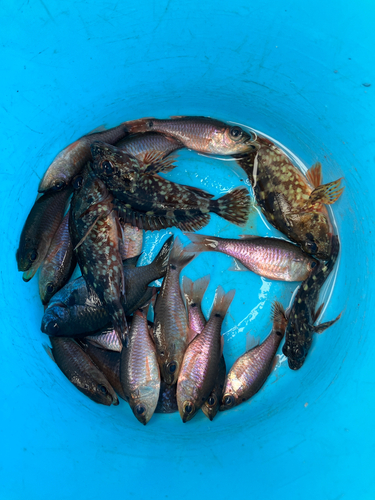 カサゴの釣果