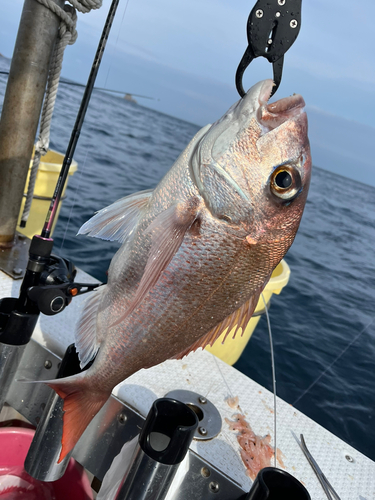 マダイの釣果