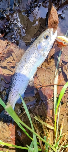 ニジマスの釣果