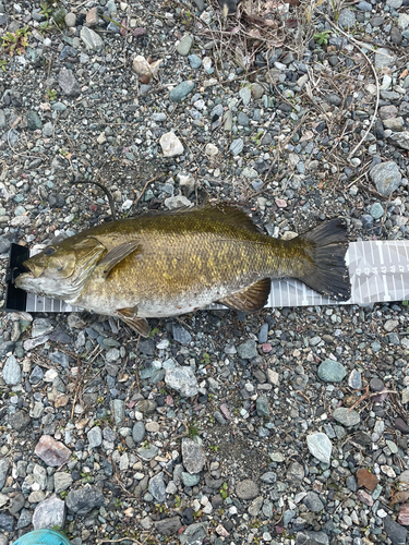 スモールマウスバスの釣果