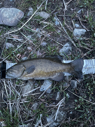 スモールマウスバスの釣果