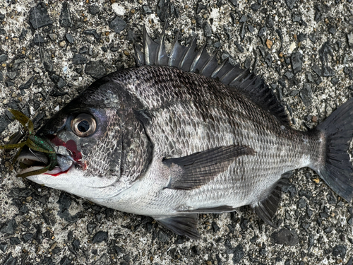 チヌの釣果