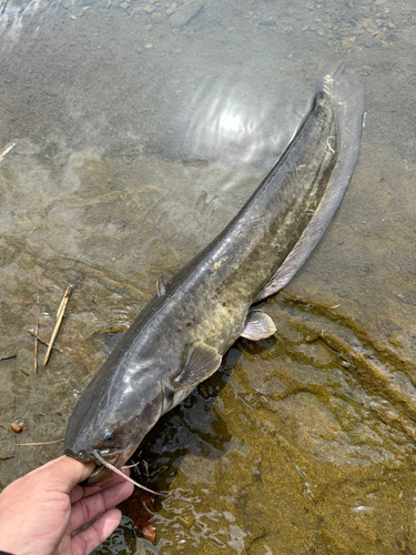 ナマズの釣果