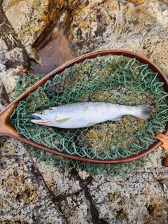 ヤマメの釣果