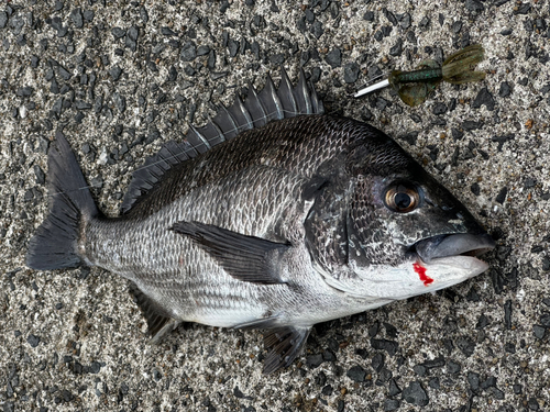 チヌの釣果