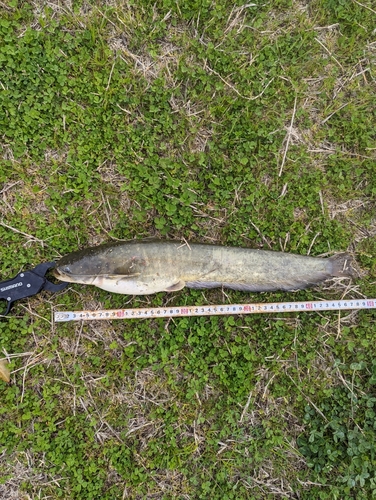 ナマズの釣果