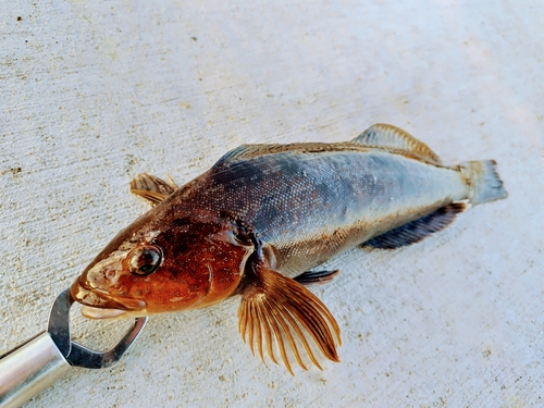 アイナメの釣果