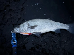 ヒラスズキの釣果