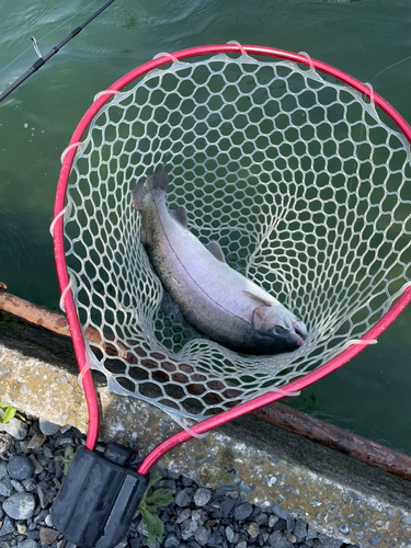 ニジマスの釣果