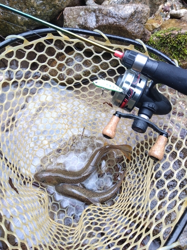 イワナの釣果