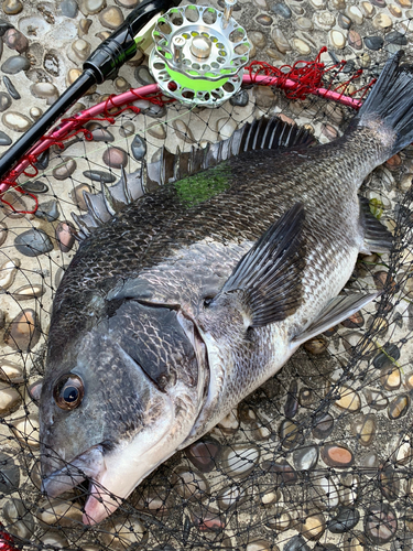 クロダイの釣果