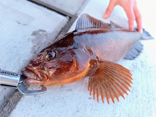 アイナメの釣果