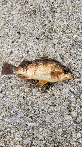 メバルの釣果