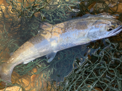 シラメの釣果