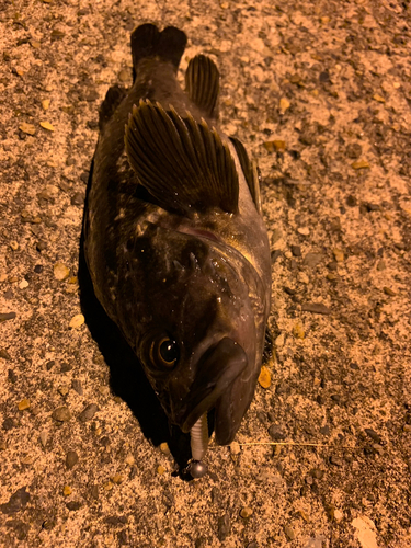 クロソイの釣果