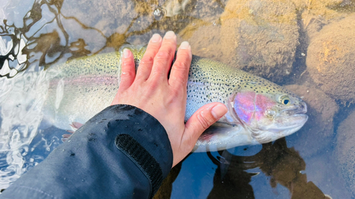 ニジマスの釣果