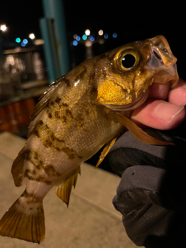 メバルの釣果