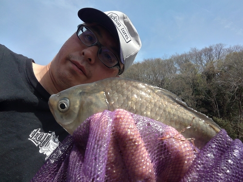 ヘラブナの釣果