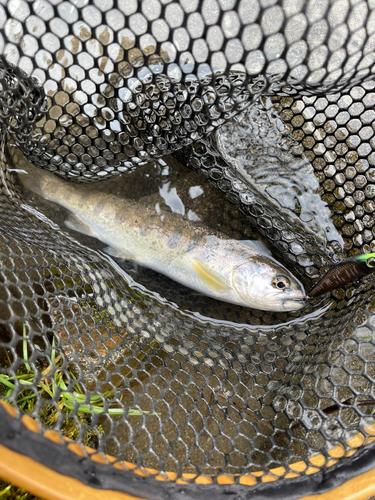 ヤマメの釣果